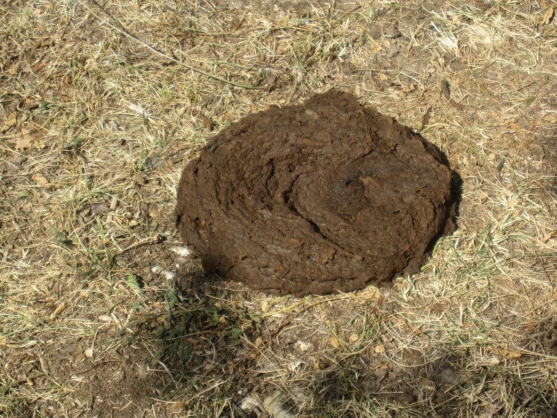 Cacca di mucca, boom di “pagnottelle” in vendita su internet