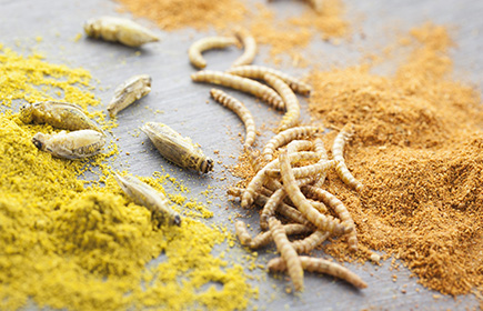 Pasta con “farina” di insetti, pioggia di richieste