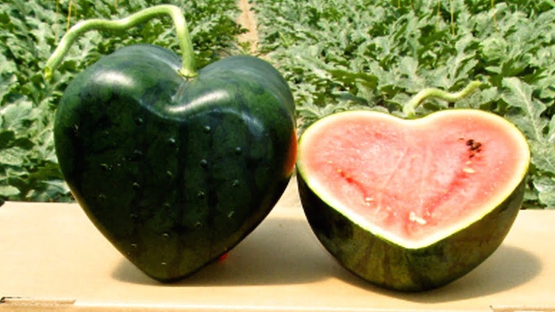 In Giappone si coltivano angurie a forma di cuore