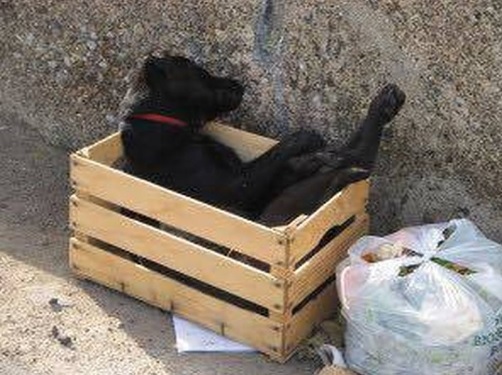 Foto choc: il cane muore e i padroni lo buttano nell’immodizia