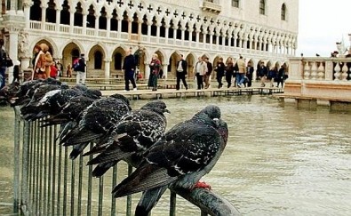 Ecco perché non si vedono mai cuccioli di piccione…