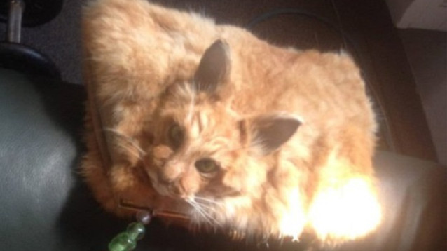 Crea una borsa con un gatto, sul web scoppia la polemica
