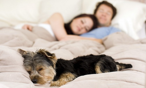 Tradimenti, chi ha un cane è più fedele