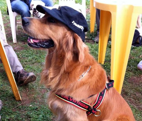 Salvò sei persone in mare: addio a Merlino, il cane bagnino