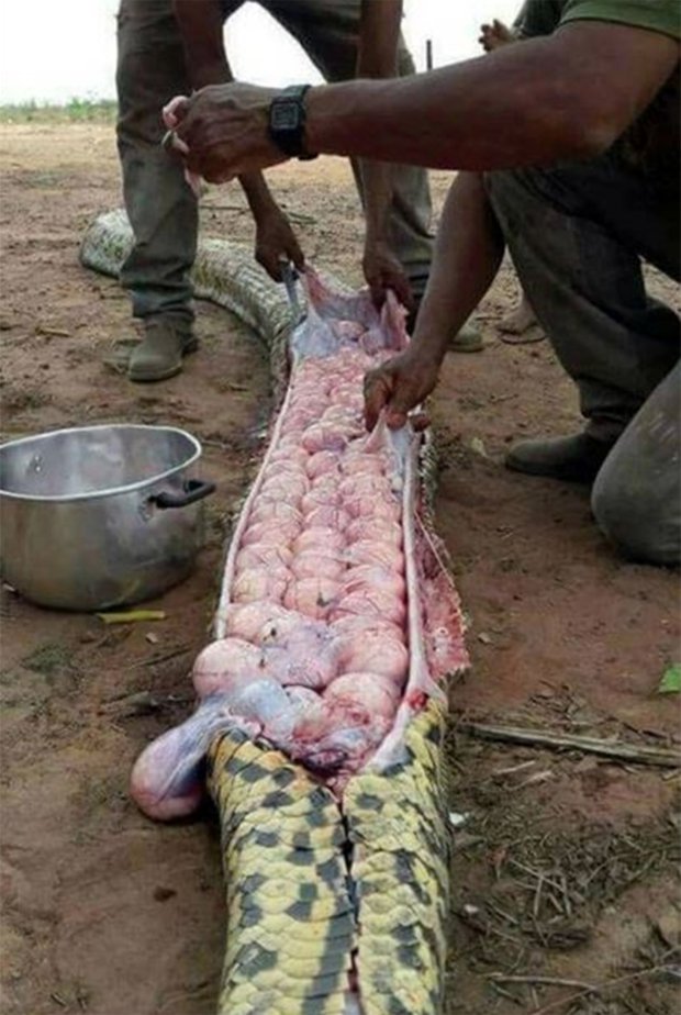 Uccidono serpente gigante e lo tagliano: nella pancia c’era la “sorpresa”