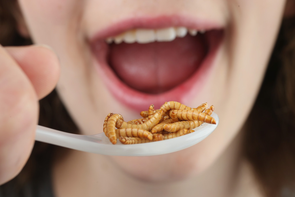Gli esperti: “Insetti cibo del futuro, presto anche in Italia”