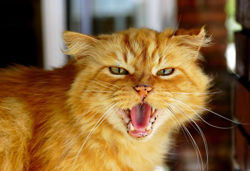 Impotente dopo il graffio di un gatto, la storia di un giovane 23enne