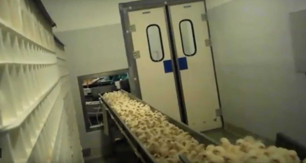 Video shock pulcini triturati:immagini dell’animalista sotto copertura