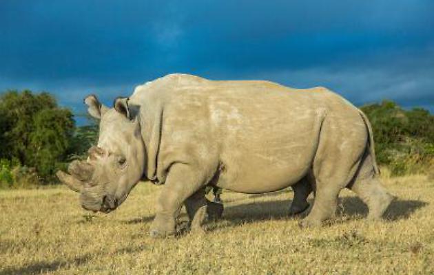 Sudan è morto: l’ultimo esemplare di rinoceronte bianco settentrionale